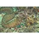 Gymnothorax chilospilus Bleeker, 1865