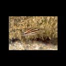 Lutjanus russellii (Bleeker, 1849)