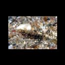 Asterropteryx semipunctata Ruppell, 1830