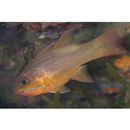 Apogon chrysotaenia Bleeker, 1851