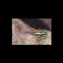 Ostorhinchus taeniophorus (Regan, 1908)