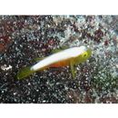 Lubricogobius dinah Randall et Senou, 2001