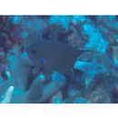 Chromis caudalis Randall, 1987