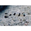 Diagramma pictum (Thunberg, 1792)