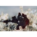 Antennarius commersoni (Latreille, 1804) or A. pictus (Shaw et Nodder, 1794)