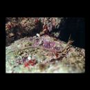 Halicampus brocki (Herald, 1953)