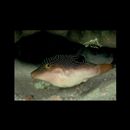 Canthigaster compressa (Proce, 1822)