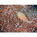 Acreichthys radiatus (Popta, 1901)