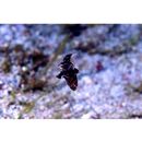 Fowleria vaiulae (Jordan et Seale, 1906)