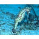 Hippocampus histrix Kaup, 1856