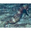 Hippocampus histrix Kaup, 1856