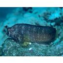 Salarias ramosus Bath, 1992