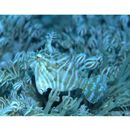 Acreichthys radiatus (Popta, 1901)