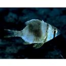 Gymnocranius superciliosus Brosa, Bearez, Paijo et Chen, 2013