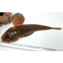 Lepidotrigla microptera Gunther, 1873