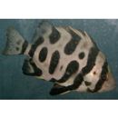 Oplegnathus fasciatus (Temminck et Schlegel, 1844) X Oplegnathus punctatus (Temminck et Schlegel, 1844)