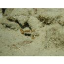 Gobiidae, indeterminate genus et species