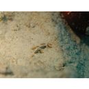 Gobiidae, indeterminate genus et species