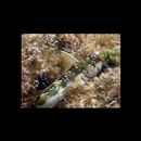 Rhabdoblennius nitidus (Gunther, 1861)