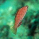 Cirrhilabrus rubripinnis Randall et Carpenter, 1980