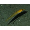 Leptojulis polylepis Randall, 1996