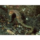 Hippocampus histrix Kaup, 1856