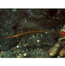 Doryrhamphus (Dunckerocampus) multiannulatus (Regan, 1903)