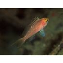 Pseudanthias hutomoi (Allen et Burhanuddin, 1976)