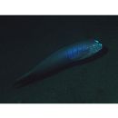 Oxymetopon cyanoctenosum Klausewitz et Conde, 1981