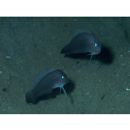 Oxymetopon cyanoctenosum Klausewitz et Conde, 1981