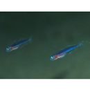 Oxymetopon cyanoctenosum Klausewitz et Conde, 1981