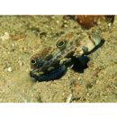 Signigobius biocellatus Hoese et Allen, 1977