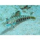 Parapercis sp. 10 (P. sp. 2 of Kuiter, 1992)