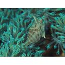 Acreichthys radiatus (Popta, 1901)