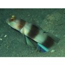 Amblyeleotris fontanesii (Bleeker, 1852)