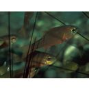 Apogon monospilus Fraser, Randall et Allen, 2002