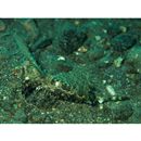 Dactylopus dactylopus (Valenciennes, 1837)