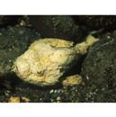 Scorpaenopsis neglecta Heckel, 1837 or S. diabolus Cuvier, 1829