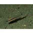 Pristiapogon fraenatus (Valenciennes, 1832)