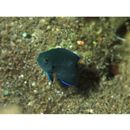 Pomacentrus brachialis Cuvier, 1830