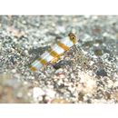 Amblyeleotris morishitai Senou et Aonuma, 2007