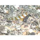 Amblyeleotris morishitai Senou et Aonuma, 2007