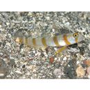 Amblyeleotris morishitai Senou et Aonuma, 2007