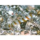 Amblyeleotris morishitai Senou et Aonuma, 2007