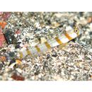 Amblyeleotris morishitai Senou et Aonuma, 2007