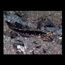 Acentrogobius virgatulus (Jordan et Snyder, 1901)