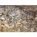 Amblyeleotris melanocephala Aonuma, Iwata et Yoshino, 2000