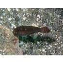 Pseudamia gelatinosa Smith, 1955