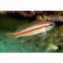 Tosana niwae Smith et Pope, 1906