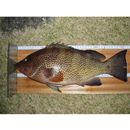 Epinephelus areolatus (Forsskal, 1775)